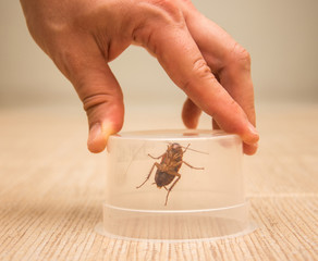 A big brown cockroach in a transparent plastic container hold by man's hand