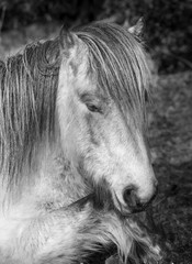 Sleepy wild moorland pony, Bodmin Moor, Cornwall