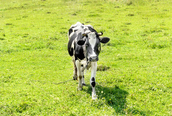 Cow at the meadow.