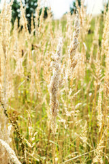 Fototapeta premium Dry grass as natural background. Close up.