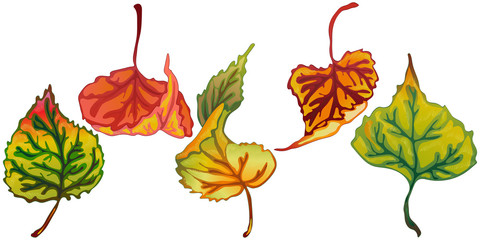 Vector autumn leaves of poplar. Leaf plant botanical garden floral foliage. Isolated illustration element. Vector leaf for background, texture, wrapper pattern, frame or border.