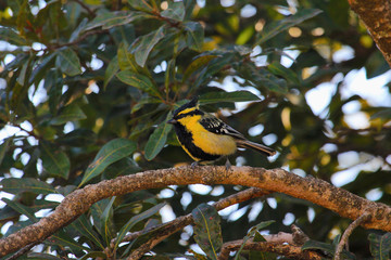 Black-lored tit, Parus xanthogenys, Sattal, Uttarakhand, India