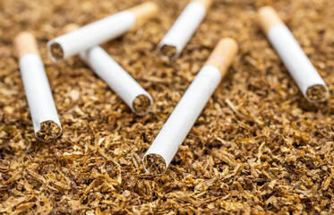 Cigarettes on background of cut tobacco.