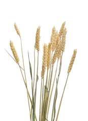 Dry wheat ears, grain isolated on white background, with clipping path