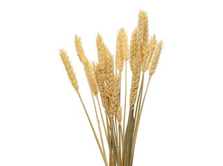 Dry wheat ears, grain isolated on white background, with clipping path