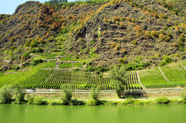 Vineyards in Moselle mountains