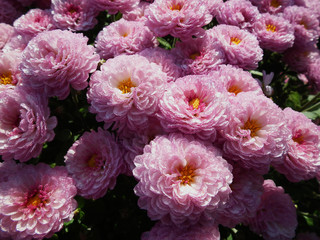 Chrysanthemum in the morning dew