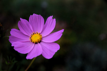 Obraz premium fleur