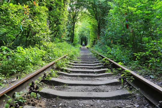 Old Railway In Green Forest