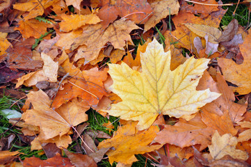 Fallen autumn leaves