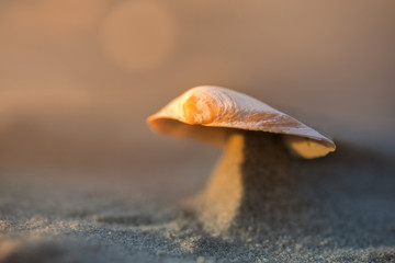 Macro shot of small seashell laying on beach side during sand storm. Wind created beautiful miniature dunes which are holding shells on top. Calm, relaxing, meditation nature background  
