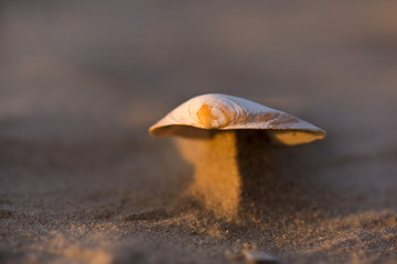 Macro shot of small seashell laying on beach side during sand storm. Wind created beautiful miniature dunes which are holding shells on top. Calm, relaxing, meditation nature background  

