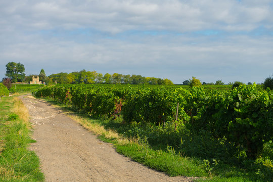 Spazierweg durch die Weinberge in Rheinhessen im Sommer