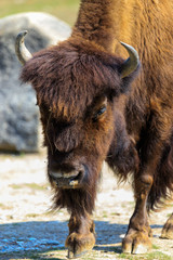 Fototapeta premium Bison