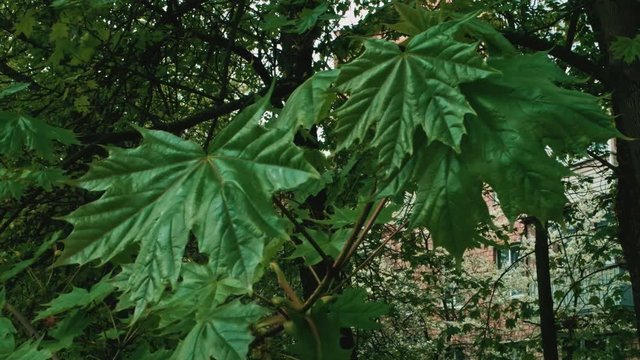Biog leaf maple tree branches moving on wind