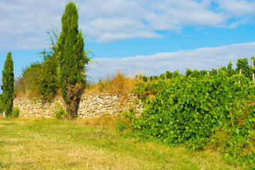 Feldsteinmauer neben Zypressen an einem Feldweg in den Weinbergen