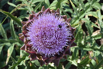 Artischockenbl&uuml;te