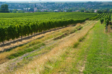 Fototapeta na wymiar Wandern in der Natur neben Weinreben im Hintergrund ein Dorf in Rheinhessen