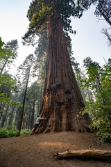 Fototapeta na wymiar giant redwood