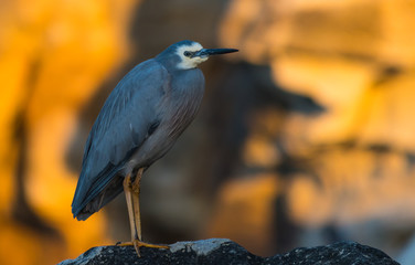 White-faced Heron at the Beach