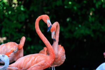 Flamingos