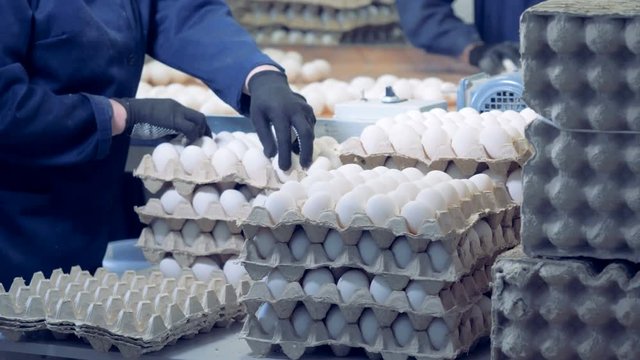 Fresh eggs are getting packaged into carton containers by factory workers