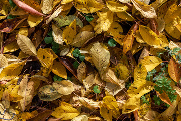 Yellow and Orange Autumn Cherry Leaves Background
