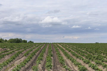 furrow with the young shoots of potatoes closeup as background