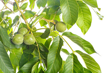 Walnuts fruits green tree branch isolated on a white background