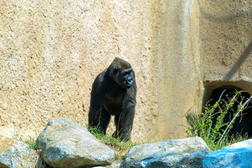 Gorilla