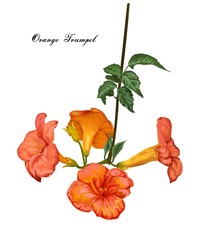 Orange trumpet flower