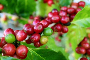 Closed up a lot of vibrant red ripening coffee cherries on the coffee tree branch in the plantation of northern Thailand 