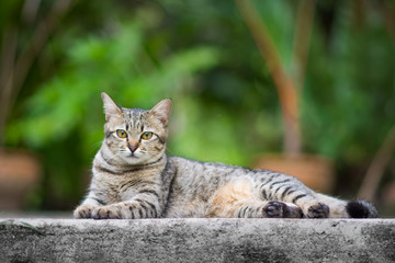 cat thai set on the floor