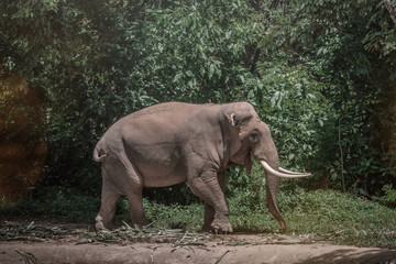 Obraz premium Elephant at the reservoir