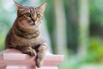 cat thai set on the floor