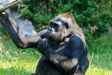 Gorilla