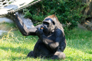 Gorilla