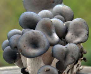 Mushrooms ostreatus pleurotus on a light background