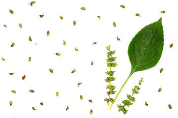 Leaves and flowers of Cuminum cyminum on a white background