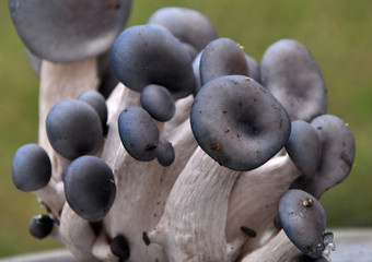 Mushrooms ostreatus pleurotus on a light background