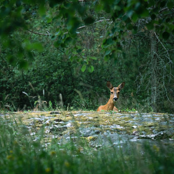 Resting deer