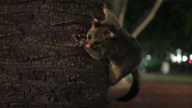 Two Australian Brushtail Possums on Palm tree