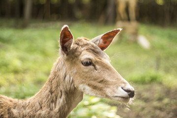 deer nature wildlife