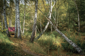Аutumn forest