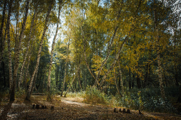 Obraz premium Аutumn forest