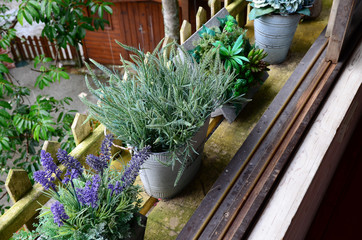 Potted plants on window frame