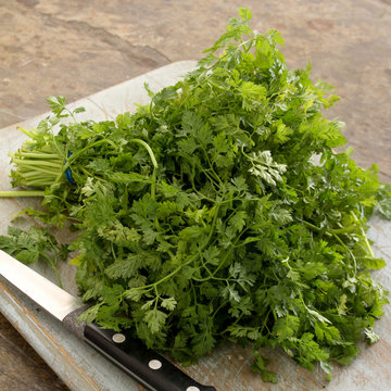 preparing fresh chervil herb in a bunch