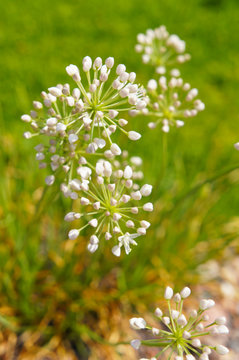 Allium nutans or siberian chives or blue garlic bulbs plant