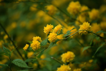 Summer yellow flowers, vintage hipster dark background