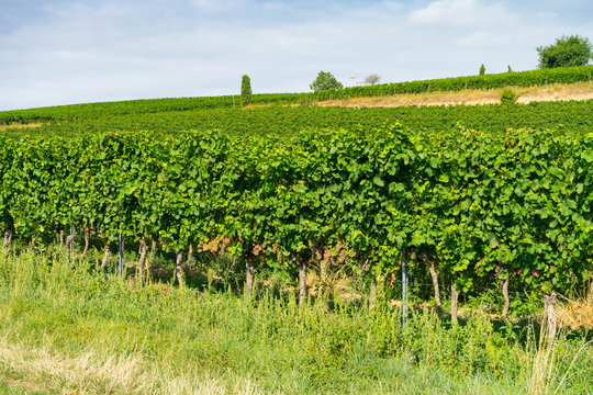 Weinreben in Rheinhessen im Sommer vor der Traubenlese